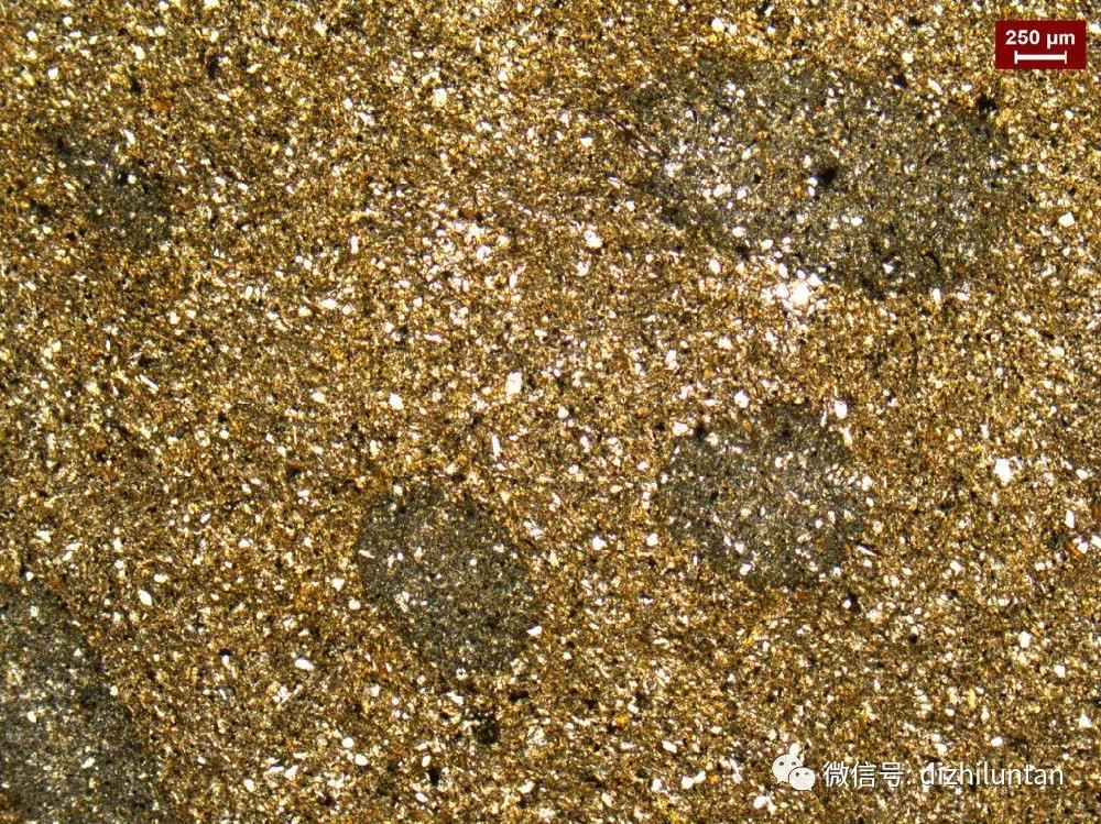 Nifhmu lavanja Speckled